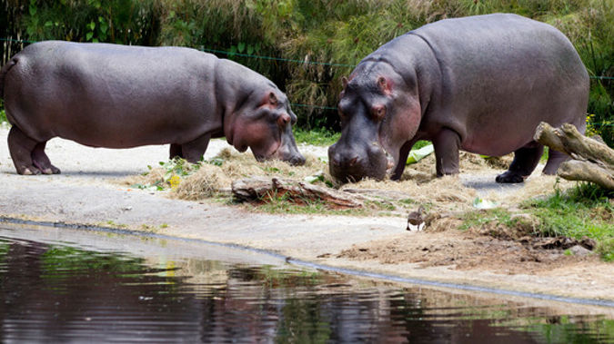 Image result for Auckland Zoo’s last Hippo Dies