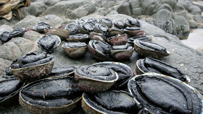 TOKM is appealing on the grounds the reduction would negatively affect iwi rights (Photo / NZ Herald)