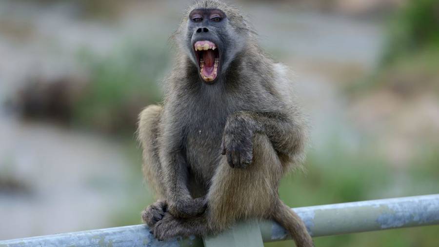 Paris Zoo visitors evacuated after 4 baboons escaped
