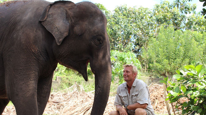 Anjalee the new elephant (Supplied)