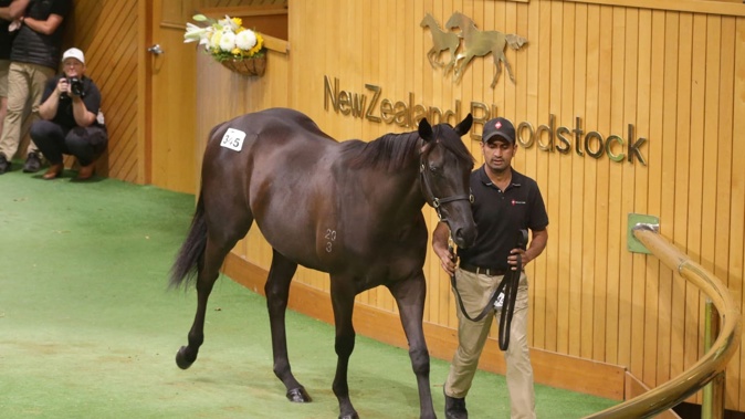 The full-sister to Orchestral sold for $2.4 million. Photo / Kirstin Ledington