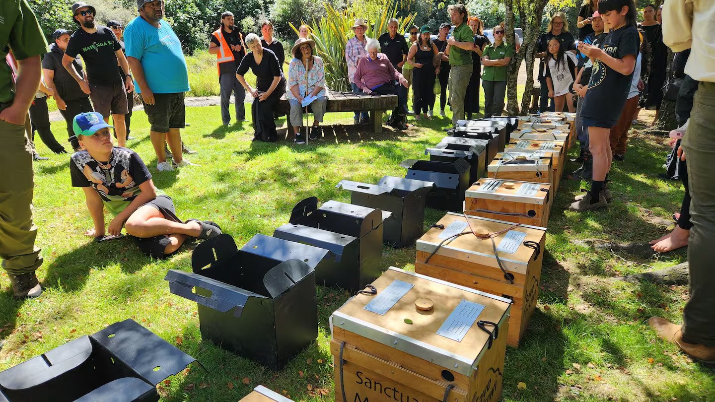 Kiwi return to ancestral forest after 30-year effort