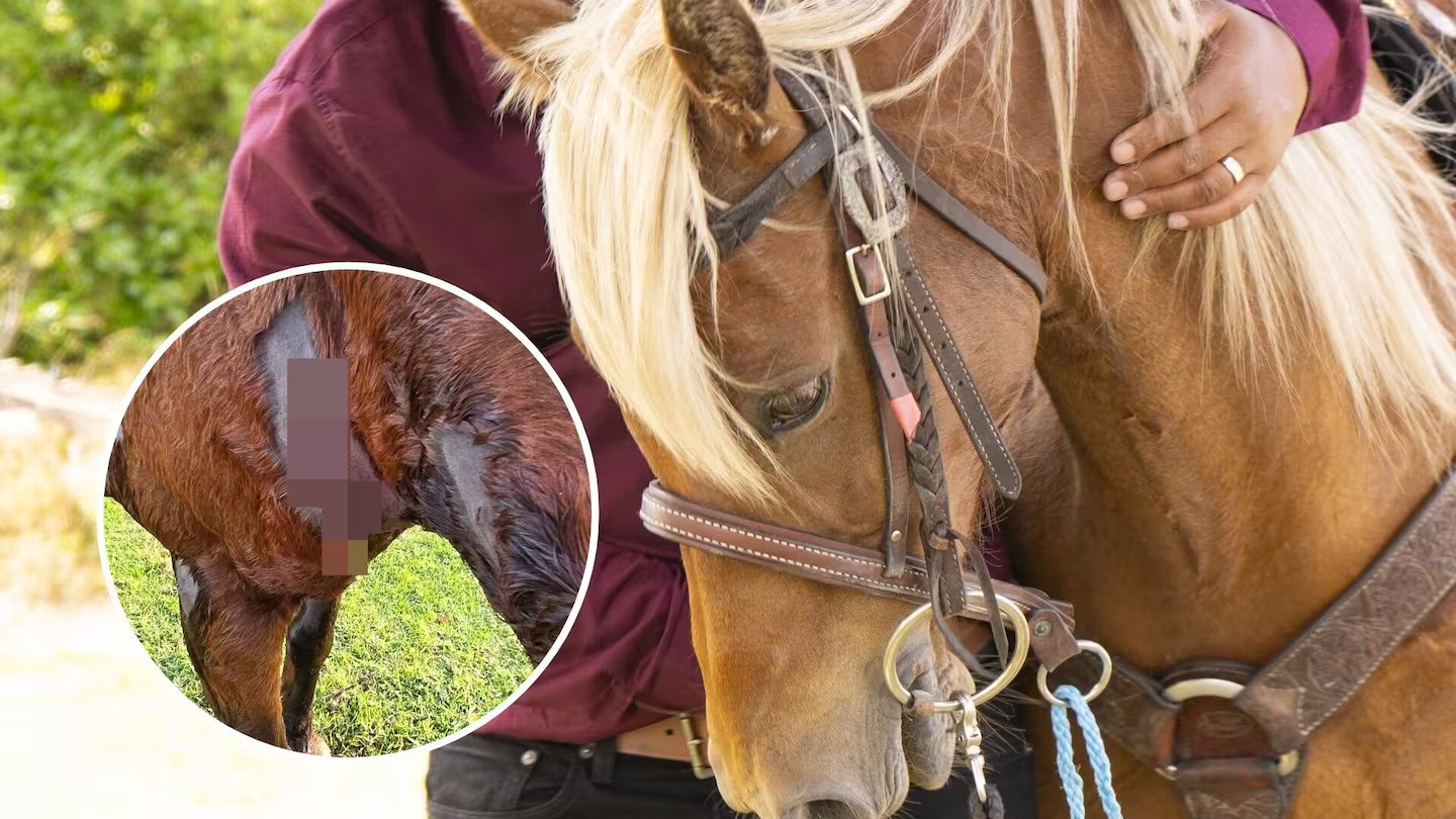 'They've had a taste for blood': Two dogs maul horse in violent beach attack
