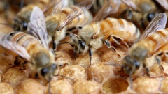 Comvita has bought Singapore's HoneyWorld. Photo / File