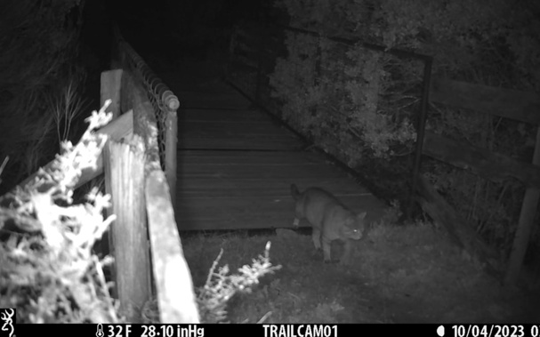A feral cat on a monitoring camera. Photo: Supplied/Southern Lakes Sanctuary Trust