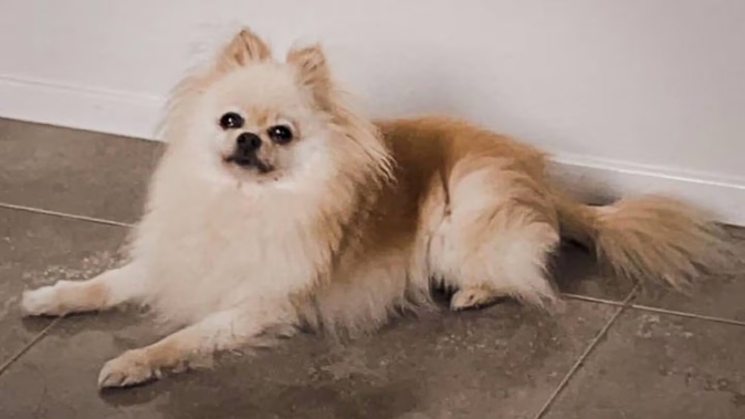 Gucci the Pomeranian dog was allegedly bashed to death during a 2021 home invasion in Sydney.