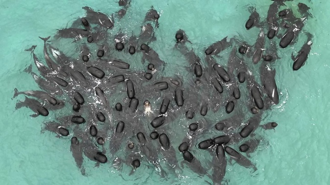 Nearly 100 pilot whales stranded themselves on the beach in western Australia Tuesday, and about half had died by Wednesday morning, despite the efforts of wildlife experts and volunteers to save them. Photo / AP