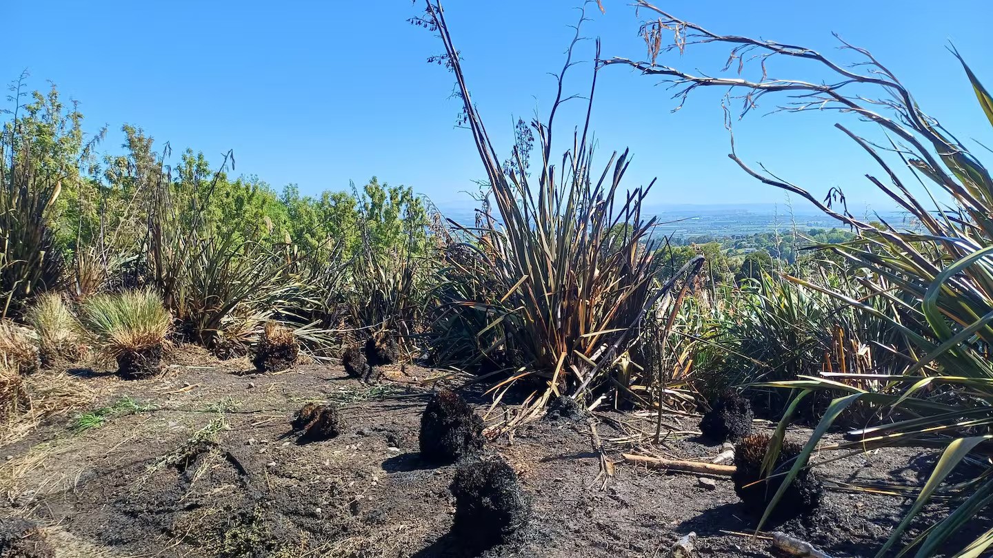 Burned native plants on Te Mata Peak Rd after fireworks sparked a blaze on Tuesday evening.