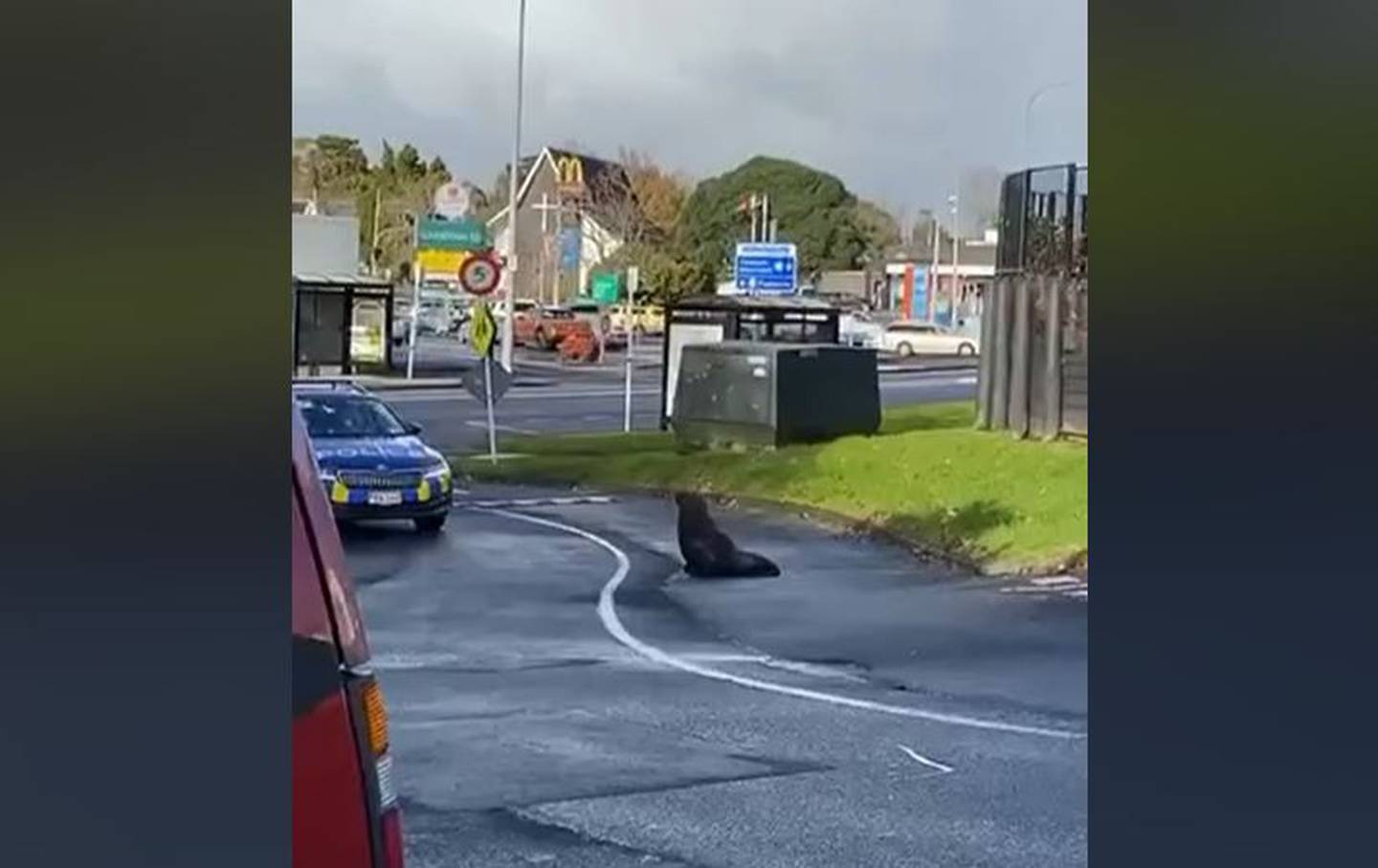 Rogue seal causes havoc in Auckland's Papakura. Photo / Jonny Wimpress
