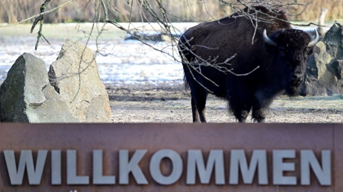 A wood bison is seen at the closed Tierpark zoo in Berlin. The Tierpark, as well as Berlin's second zoo, the Zoologischer Garten, are closed due to an outbreak of the foot-and-mouth disease at a farm in the eastern federal state of Brandenburg, which surrounds Berlin. Photo / AFP / John MacDougall