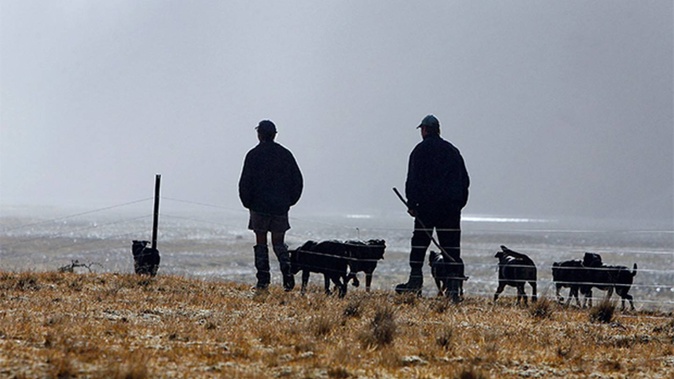 The latest Rabobank Rural Confidence survey was completed late last month. Photo / Sarah Ivey