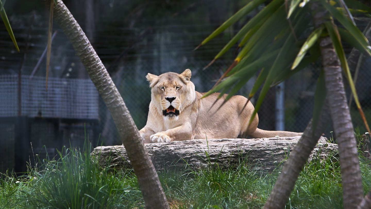 Cleo is one of the wildlife sanctuary's remaining lions, whose future hangs in the balance. Photo / NZME