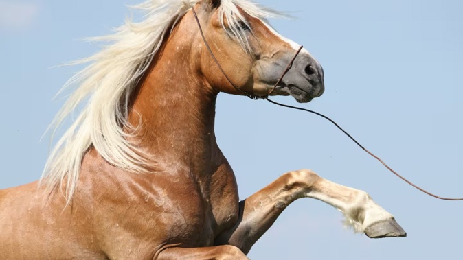 The judge found the impact of a conviction on the horse trainer would "decimate" the man's business. Photo / 123rf