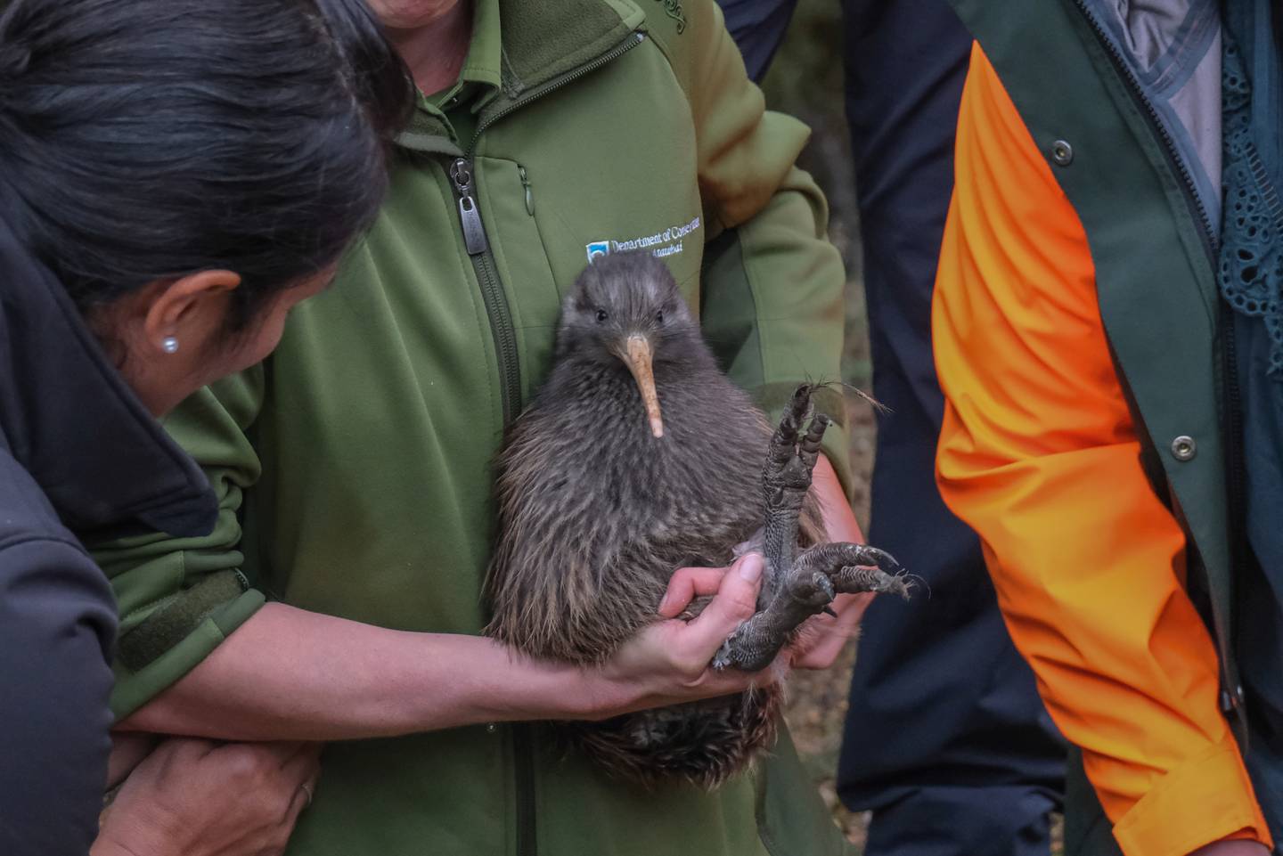 While the national kiwi population is declining by about 2 per cent a year, Northland numbers are increasing. Photo / Milly Fullick