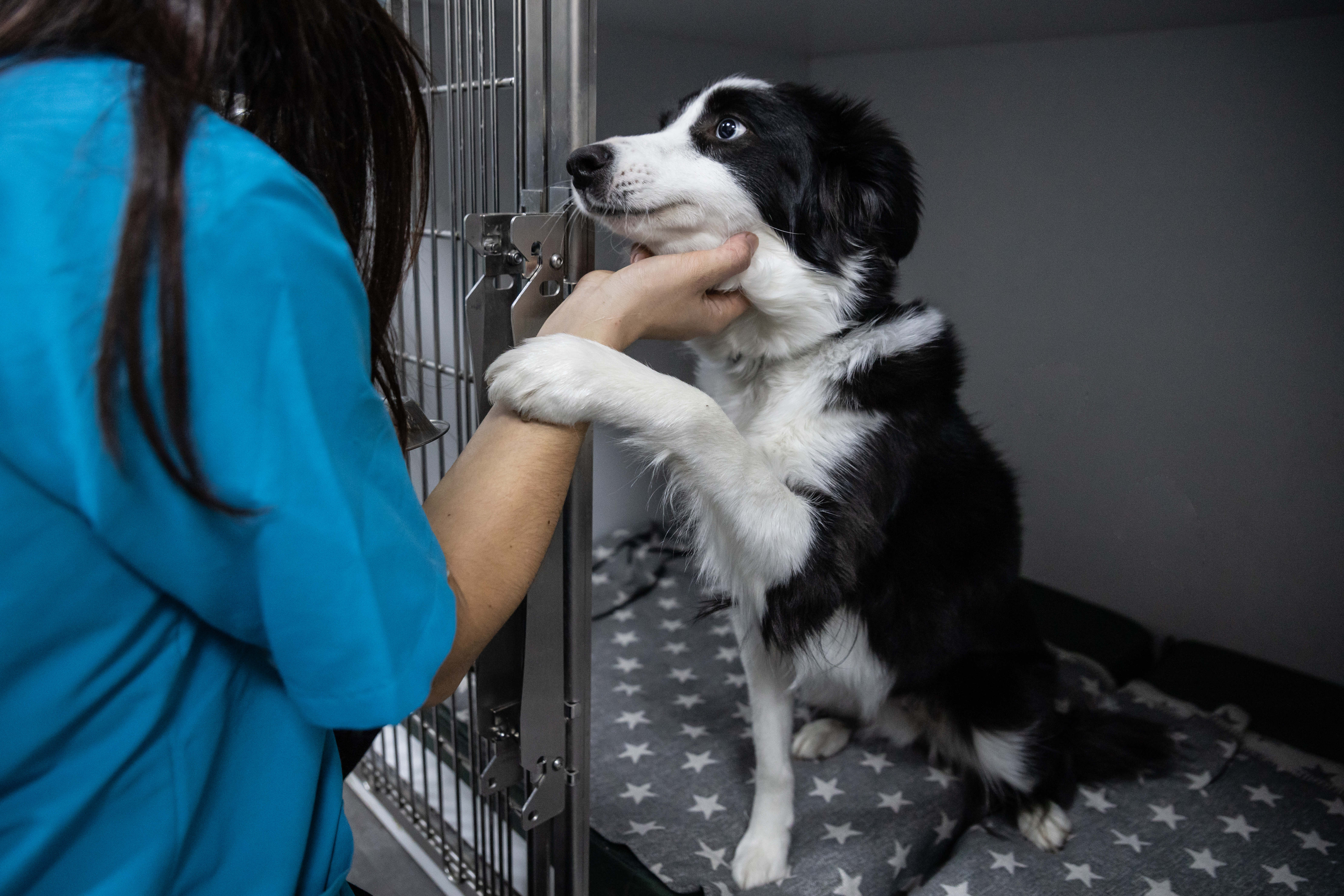 Auckland animal shelters trialling buy-now pay-later as one-third of pets unclaimed
