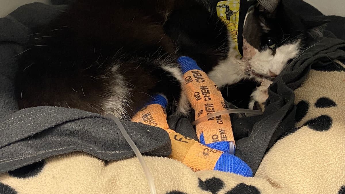 Mount Maunganui fatal cat shooting: Reward doubled to $4k