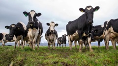 The Northland Regional Council proposals could see stock banned from steep, highly erodible land. Photo / NZME