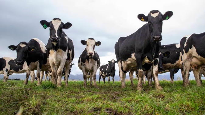 The Northland Regional Council proposals could see stock banned from steep, highly erodible land. Photo / NZME