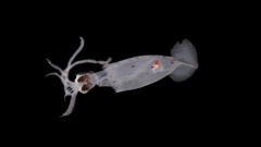 Scientists spotted an elusive deep-sea squid that could be new to science during a February expedition by Ocean Census to the Bounty Trough, off the coast of New Zealand. Kathrin Bols/Ocean Census/NIWA
