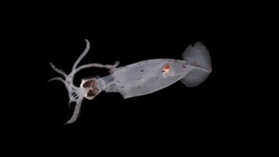 Scientists discover 100 potential new deep-sea species, including mystery creature