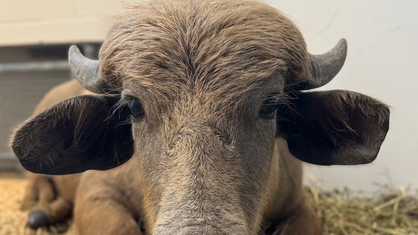 Photo / Iowa Farm Sanctuary