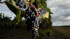 Grapes on a Gimblett Gravels vineyard near Hastings. Photo / Paul Taylor