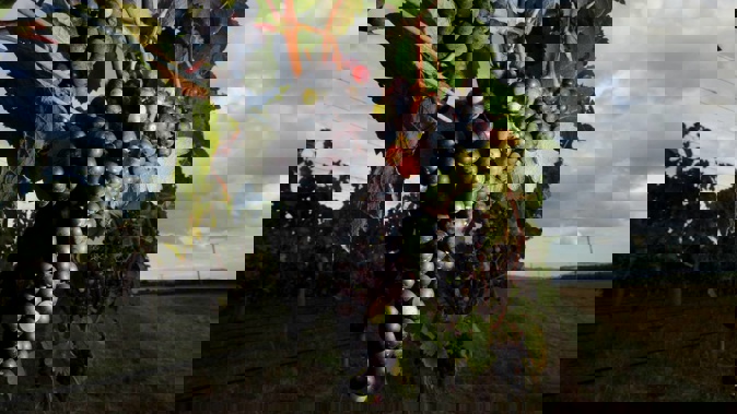 Grapes on a Gimblett Gravels vineyard near Hastings. Photo / Paul Taylor