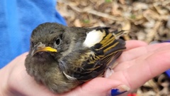 The hihi or stitchbird is one of Aotearoa’s rarest and quirkiest birds. Photo / Department of Conservation