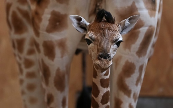 A female giraffe calf stands in front of her mother Kiraka. Photo: Supplied