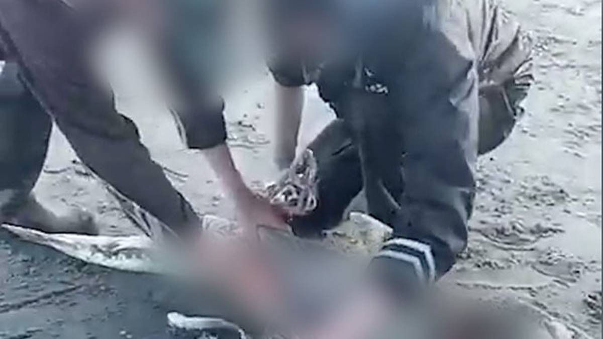 A shark expert has urged people to kill fish humanely.