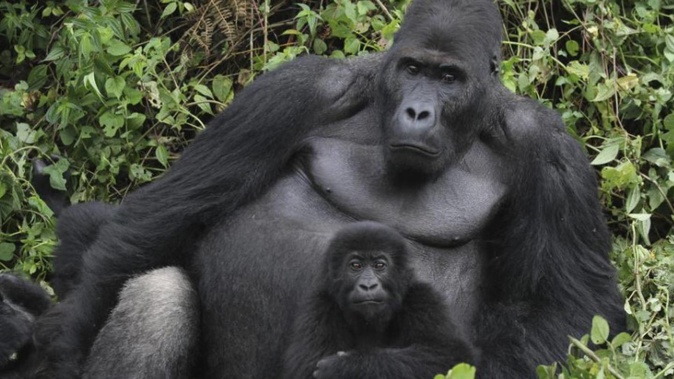 A silverback and infant Grauer's gorilla in Kahuzi Biega National Park in the Democratic Republic of Congo. (Photo / AP)