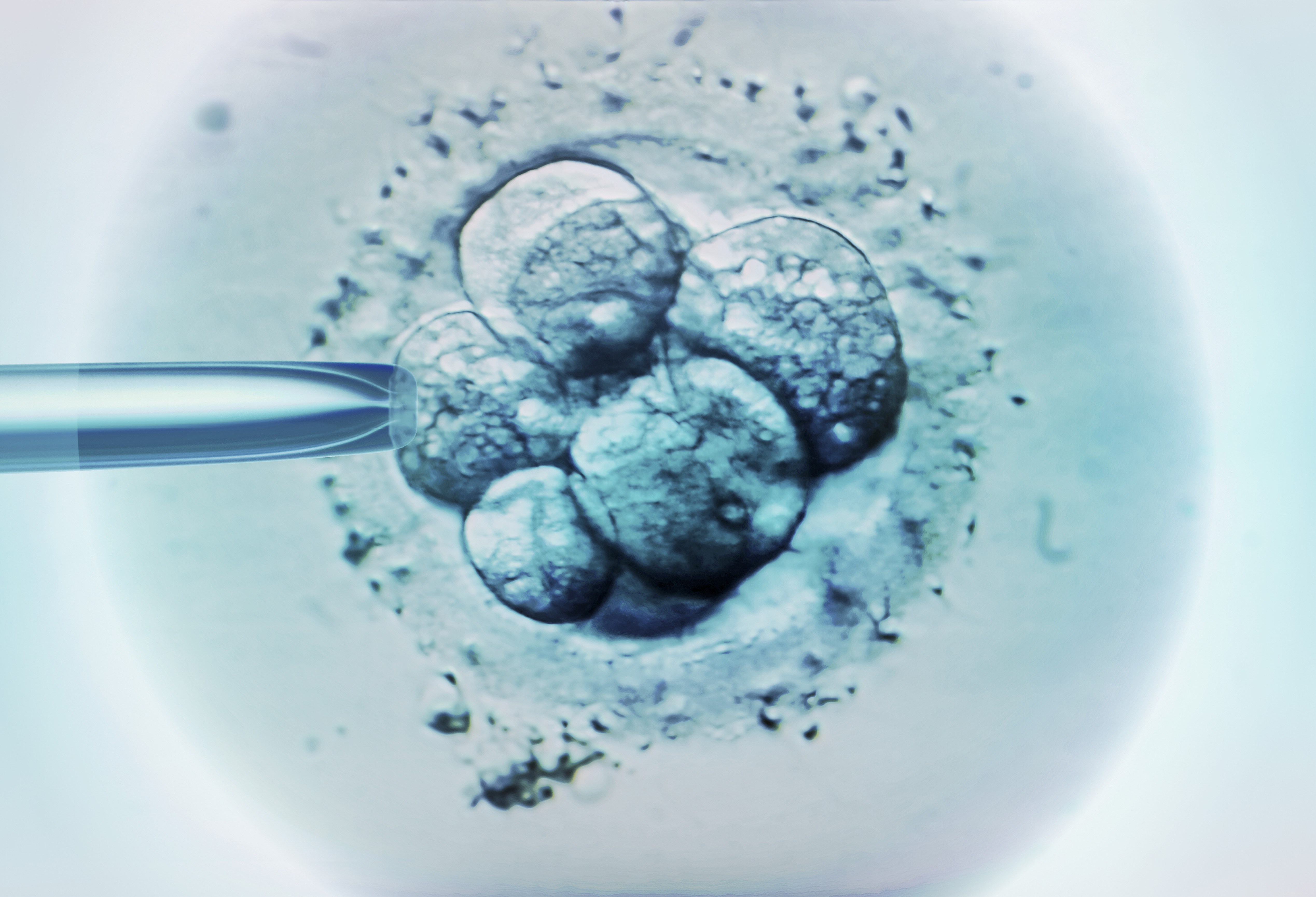'Isolated incident': IVF clinic reassures patients after embryos go missing 