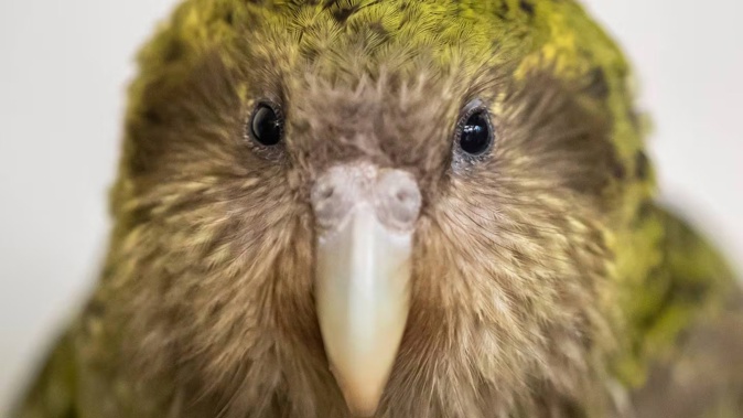 New Zealand's growing genomics capability has helped combat Covid-19 - and decode the DNA of every living kākāpō. Photo / Peter Meecham