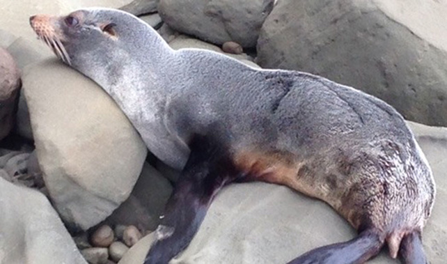 One of Auckland visiting seals (NZME.)