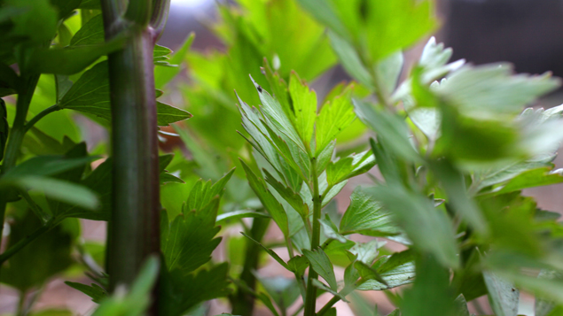 Parsley (Getty Images) 