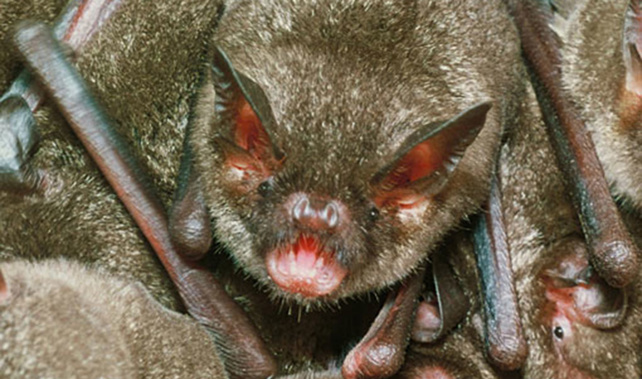 A Northern short-tailed bat (Supplied)