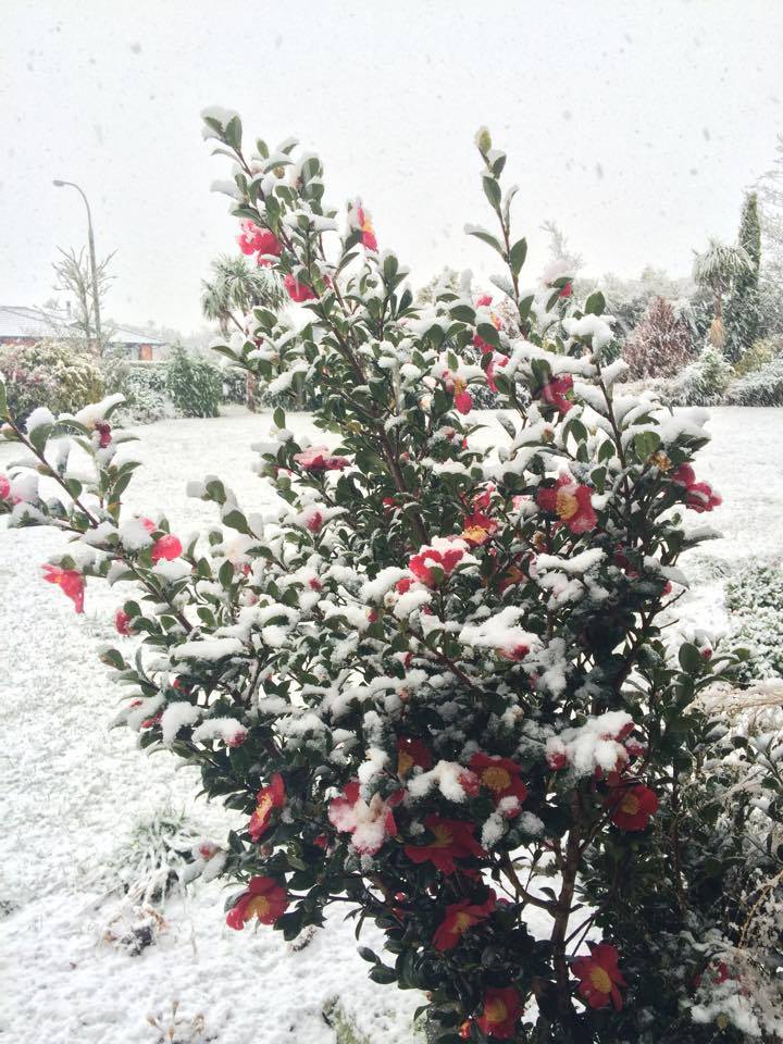 Photo: Shadow-Dawn O'Connor