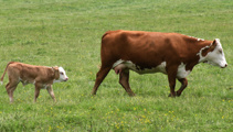 Confidence in rural sector low