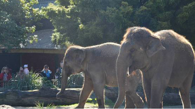 Anjalee and Burma at Auckland Zoo (NZ Herald) 