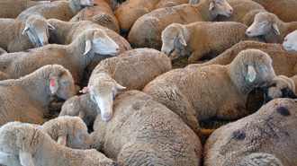 Farmers displeased as Australia seeks to ban live sheep exports from 2028