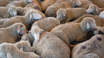 Australia to ban live sheep exports from mid-2028