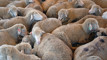 Australia to ban live sheep exports from mid-2028