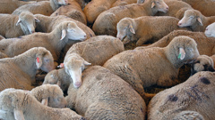 Wool prices have been depressed for several years. (Photo / Stockxchng) 