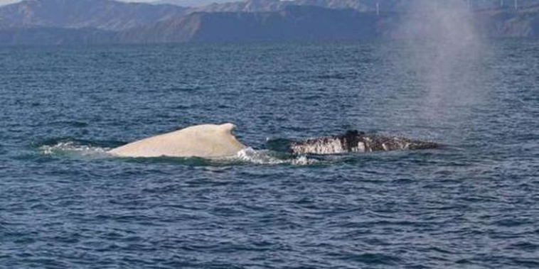 The sighting of a rare white humpback whale in Cook Strait has been called "once in a lifetime" (Photo / Twitter)
