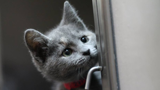 The school holidays is a good time to adopt a new pet - and the SPCA has said its got plenty of pets awaiting adoption (Photo / SPCA Facebook)