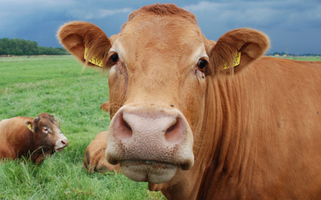 Cows in the European Union receive a government subsidy of $2.20 a day - making them richer than 1.2billion of the world's poorest people