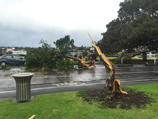 (Photo / Matt Archer via NZME.)