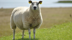 There may be a light at the end of the tunnel for the country's struggling dairy industry, and it may be in the form of sheep's milk. (File Photo)