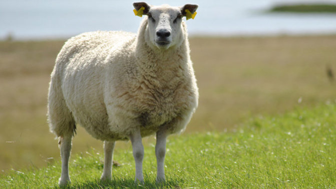 There may be a light at the end of the tunnel for the country's struggling dairy industry, and it may be in the form of sheep's milk. (File Photo)