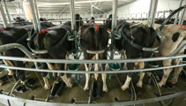 Dairy price drop could impact farm sales